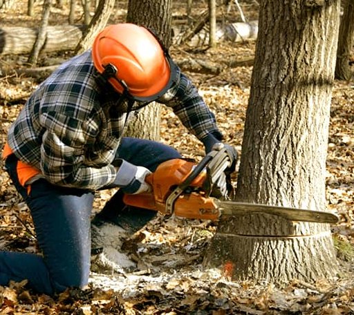 Tree Removal in Raven, KY